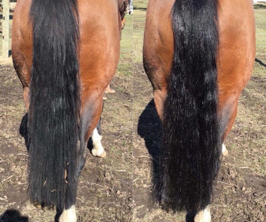 Hairy Pony 2 n 1 Detangle and Shine image 2